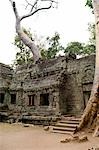 Tree Growing from Roof of Ancient Temple