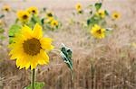 Sonnenblumen im Feld