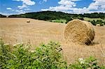 Hay bales in field