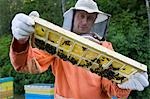 Beekeeper Holding Honeycomb with Honey Bees