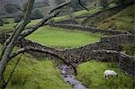 Moutons dans les pâturages dans les vallées du Yorkshire, Yorkshire, Angleterre