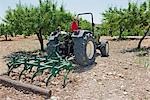 Farmer ploughs olive grove in Murcia