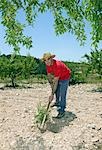 Agriculteur houes terrains pierreux dans oliveraie, Murcia