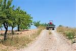 Farmer drives tractor on hillside with olive grove