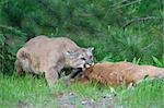 Mountain Lion with Prey, Minnesota, USA