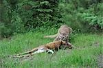 Mountain Lion with Prey, Minnesota, USA