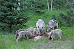 Timber Wolf Family Feeding on Prey, Minnesota, USA