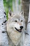 Portrait of Timber Wolf, Minnesota, USA