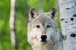 Porträt von Timber Wolf, Minnesota, USA