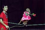 China,Hainan Province,Hainan Island. Monkey Island research park - Macaque monkeys performing in a comedy show.