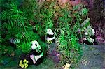 China,Beijing,Longqing Gorge Tourist Park. Artificial display of pandas in a bamboo forest.