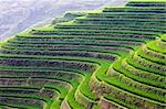 China,Guangxi Province,Longsheng Dragon's Backbone Rice Terraces,near Guilin