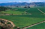 Chile,Curacavi Valley. Vineyards west of Santiago