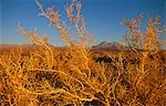 Dry bushes on the side of the road near San Pedro de Atacama,Region II,Chile