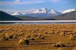 Chile,the salt flats of Salar de Surire. The area is home to migrating Flamingo,Vicuna,Alpaca & Llama.