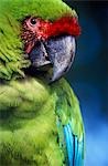 Great green or military macaw (Ara militaris) head and shoulders in lowland rainforests in Vulcan