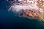 Djibouti,Bay of Tadjourah. A Whale Shark (Rhincodon typus) feeds near the surface in the Bay of Tadjourah.