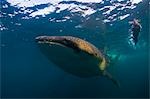 Djibouti,Bay of Tadjourah. A Whale Shark (Rhincodon typus) swims near the surface in the Bay of Tadjourah accompanied by a snorkeller.