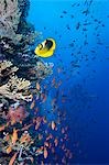 Égypte, mer rouge. Un poisson-papillon raton laveur et un banc d'Anthias sur un mur de corail aux îles Brothers.