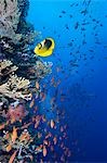 Egypt,Red Sea. A Raccoon Butterfly fish and a shoal of Anthias on a reef wall at Brothers Islands.