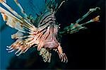 Égypte, mer rouge. Une poisson lion (Pterois volitans) sous l'eau dans la mer rouge