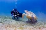 Égypte, mer rouge. Un cameraman sous-marin filme une tortue verte (Chelonia mydas)