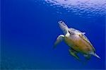 Égypte, mer rouge. Une tortue verte (Chelonia mydas) dans la mer rouge
