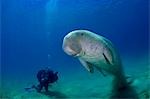 Egypt,Red Sea. An underwater cameraman films a Dugong (Dugong dugon)