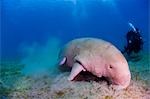 Égypte, mer rouge. Un cameraman sous-marin filme un Dugong (Dugong dugon)