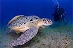 Ägypten, Rotes Meer. Ein Unterwasser-Kameramann filmt eine Suppenschildkröte (Chelonia Mydas)