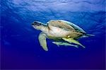 Egypt,Red Sea. A Green Turtle (Chelonia mydas)