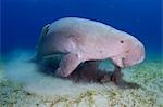 Égypte, mer rouge. Un Dugong (Dugong dugon) nage dans la mer rouge.