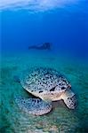 Ägypten, Rotes Meer. Ein Taucher Uhren einer Suppenschildkröte (Chelonia Mydas) Fütterung am Roten Meer