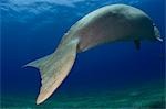 Égypte, mer rouge. Un Dugong (Dugong dugon) nage dans la mer rouge.