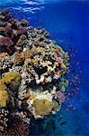 Egypt,Red Sea. A dazzling array of corals and fish in the clear waters of the Red Sea