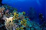 Egypt,Red Sea. A Diver explores the coral gardens at St. John's Reef in the Egyptian Red Sea