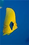 Egypt,Red Sea. A Red Sea or Masked Butterflyfish (Chaetodon semilarvatus)