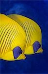 Égypte, mer rouge. Une paire de papillons masqué (Chaetodon semilarvatus)