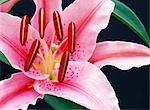 Stargazer Lilly