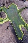 Sea lettuce lines a rock pool on the shore of the Cot Valley,Cornwall,England