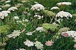 Têtes de fleurs sauvages dans la vallée de Cot, Cornouailles, Angleterre