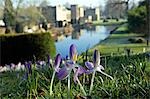 Angleterre, Dorset, Thorncombe. Forde Abbey fait partie de la frontière entre le Dorset et Somerset et son élégant ancien monastère cistercien et ses 12 hectares de jardins gagnante de prix situées dans une région de beauté naturelle exceptionnelle en font l'un des endroits touristiques West Dorset. Crocus tôt le matin donnent sur le lac ornemental.