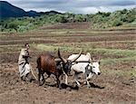 Un homme de Tigray laboure sa terre avec deux bœufs attelés. En l'absence de méthodes agricoles modernes, une charrue en bois à pointe métallique sert ses besoins. Les méthodes agricoles traditionnelles sont largement utilisés en Ethiopie...