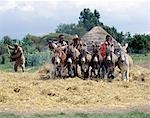 Ânes foulent aux pieds de maïs pour enlever les grains dans un cadre rural typique entre Ziway et SSD de Butajira. Selon la disponibilité des animaux, un agriculteur peut utiliser des poneys, des ânes ou des bœufs à cet effet.