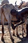 A Dassanech woman milks a cow by hand collecting the milk in a gourd at a settlement alongside the Omo River. Much the largest of the tribes in the Omo Valley numbering around 50,000,the Dassanech (also known as the Galeb,Changila or Merille) are Nilotic pastoralists and agriculturalists.