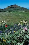 Wild flowers in the northeast of the island