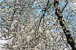 Spain,Balearic Islands,Ibiza. Almond Blossom.