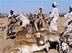 During the heat of the day,men water their livestock from deep wells near Musawwarat,situated in desert country south of Shendi. They use large leather buckets,which are raised to the surface on pulleys using donkeys and camels