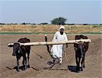 A man ploughs his fields with oxen. Situated close to the River Nile,his land is irrigated through a series of ditches and furrows.