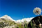 Le pissenlit semis sous le sommet de la Jungfrau, Interlaken, Jungfrau région, Suisse